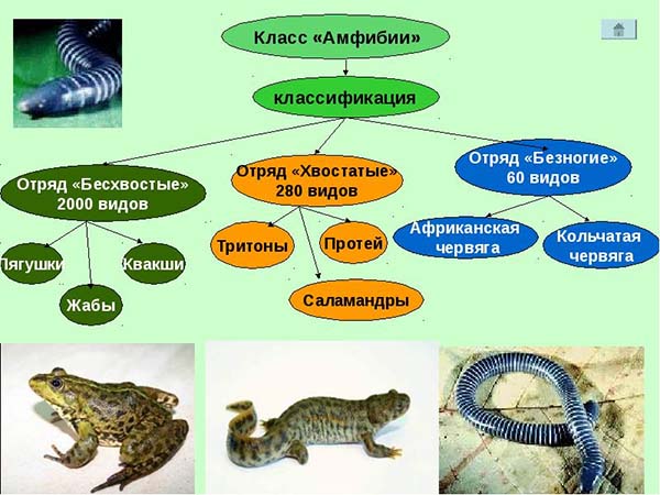 Заполните схему класс земноводные